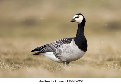 Barnacle Goose