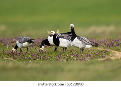 Barnacle Goose