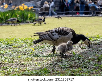 Barnacle goose and a gosling in a summer park, people walking in a background - Shutterstock ID 2311803917