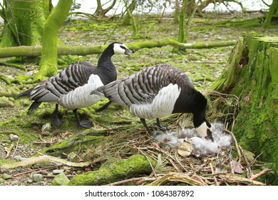 Barnacle Goose Pair