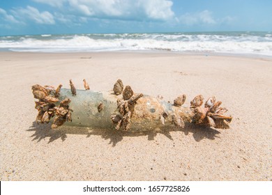 The Barnacle Lived On The Bottle That Was Left.