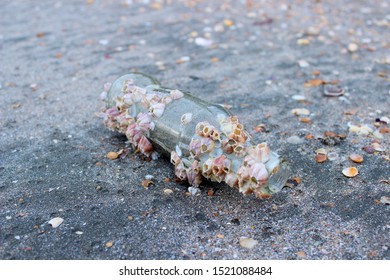 Barnacle On A Bottle Of Water That Floated From The Sea