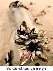 Barnacle On A Glass Bottle On The Beach, Selective Focus.