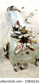 Barnacle On A Glass Bottle On The Beach, Selective Focus.