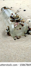 Barnacle On A Glass Bottle On The Beach, Selective Focus.