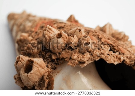 Barnacle On Barnacle Macro Close Up Layered Encrustation Shell Detail