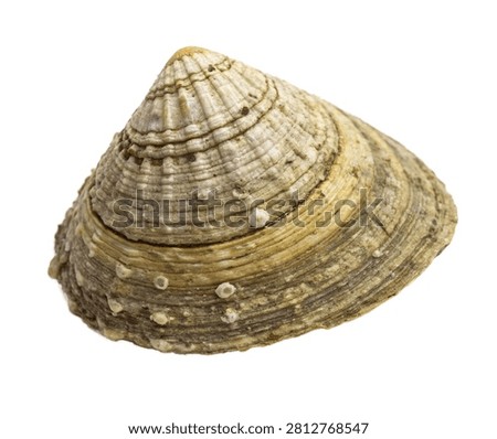 Barnacle With A Rugged Conical Calcareous Shell R Isolated On White Background