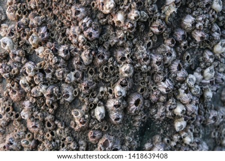 Barnacle Texture Background Crustacean pattern backdrop