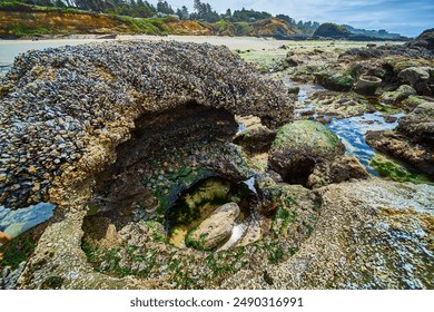 Barnacle-Covered Rock and Tide Pool in Rugged Coastal Landscape Low Angle - Powered by Shutterstock