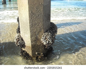 Barnacles Around Pillar At Torrey Pines Beach