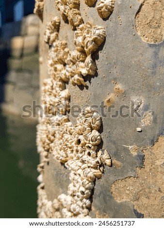Barnacles growing on a pier post