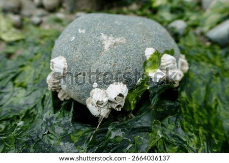  barnacles on a beac rock                              