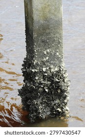 Barnacles on Marsh Dock Post
