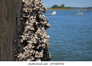 barnacles