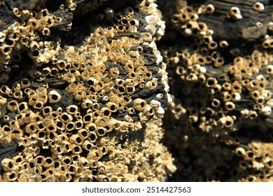 barnacles on rock during low tide - Powered by Shutterstock