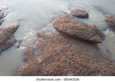 barnacles on stone