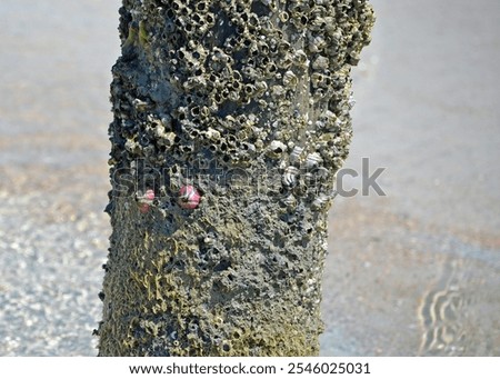 Barnacles on wood post surrounded by ocean water, Two pink ones, Megabalanus coccopoma, aka titan acorn barnacle 
