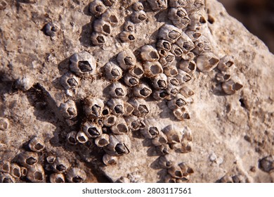 Barnacles stuck to a rock