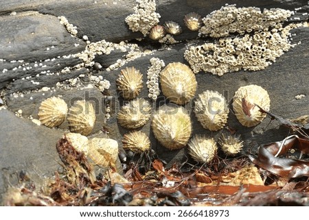 Barnacles stuck to a rock