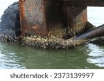 barnacles stuck under the ship. barnacles  ship-destroying creatures. Barnacles is crustaceans
