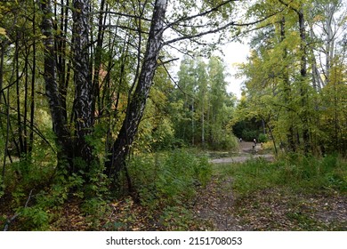 BARNAUL, RUSSIA - SEPTEMBER 17 2021:Arboretum Of The M.A. Lisavenko Research Institute Of Horticulture Of Siberia Of The Siberian Branch Of The Russian Academy Of Agricultural Sciences In Barnaul