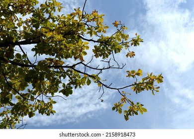 BARNAUL, RUSSIA - SEPTEMBER 17, 2021:Autumn Colors In The Arboretum Of The M.A. Lisavenko Research Institute Of Horticulture Of Siberia Of The Russian Academy Of Agricultural Sciences In Barnaul