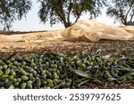 Barnea organic olives for the olive oil industry