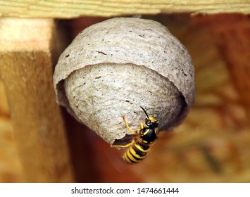 Barnoldswick, Lancashire, UK, May 2019 Wasp Building Nest In Garden Shed