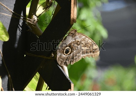 Barnowl butterfly in a garden with eye spots on his wings.