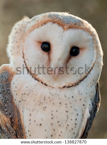 Barn-owl portrait