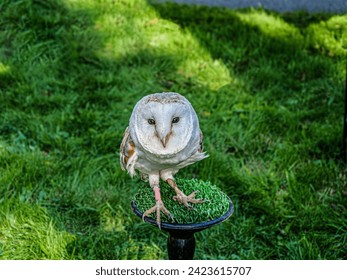 Barnowl standing on a green stand