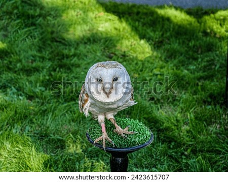 Barnowl standing on a green stand