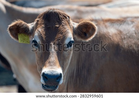 Barnyard cattle create rustic rural background. Barnyard scene shows domestic farm animals. Brown cow stands in barnyard sunlight. Dairy livestock fills barnyard portrait.