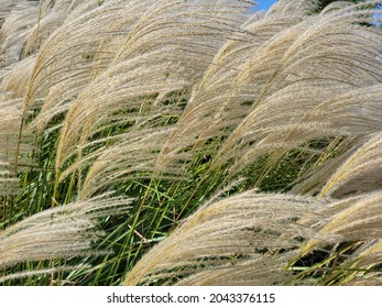 Barnyard Grass Blowing In Wind In One Direction