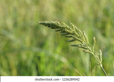 Barnyard Grass, Cockspur, Echinochloa Crusgalli, Cockspur, Barnyard Millet, Water Grass