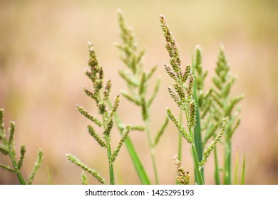  Barnyard Grass Or Cockspur Or Echinochloa Crus-galli