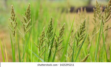  Barnyard Grass Or Cockspur Or Echinochloa Crus-galli