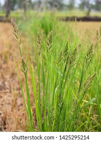  Barnyard Grass Or Cockspur Or Echinochloa Crus-galli