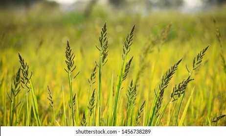 23 628 Barnyard Images Stock Photos Vectors Shutterstock