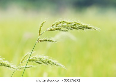 Barnyard Grass Or Echinochloa Colona In Paddy Field