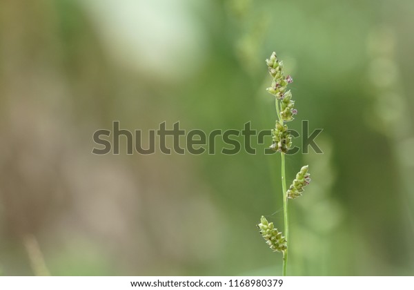 Barnyard Grass Echinochloa Crusgalli Cockspur Echinochloa Stock