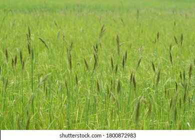 Barnyard Grass Also Known As Cockspur, Echinochloa Crusgalli