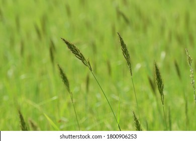 Barnyard Grass Also Known As Cockspur, Echinochloa Crusgalli