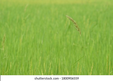 Barnyard Grass Also Known As Cockspur, Echinochloa Crusgalli