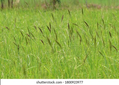 Barnyard Grass Also Known As Cockspur, Echinochloa Crusgalli