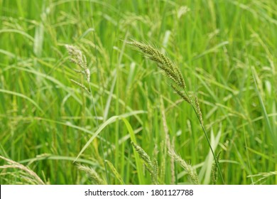 Barnyard Grass Also Known As Cockspur, Echinochloa Crusgalli