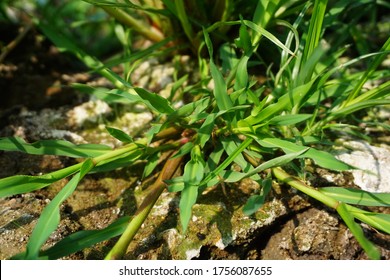 Barnyard Grass On The Ground