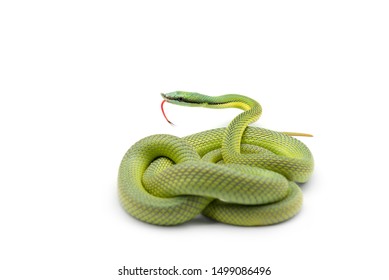 Baron's green racer snake isolated on white background