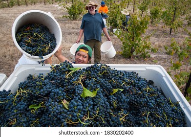 Barossa Valley, South Australia / Australia: March 13, 2013 - Vineyard worker of Asian descent hand harvesting Shiraz winegrapes in Australia's Barossa Valley.