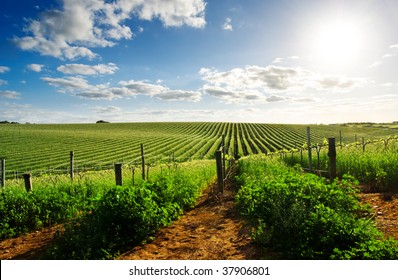 Barossa Valley Vineyard In The Spring